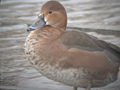 Rosy-billed Pochard x Common Pochard hybrid